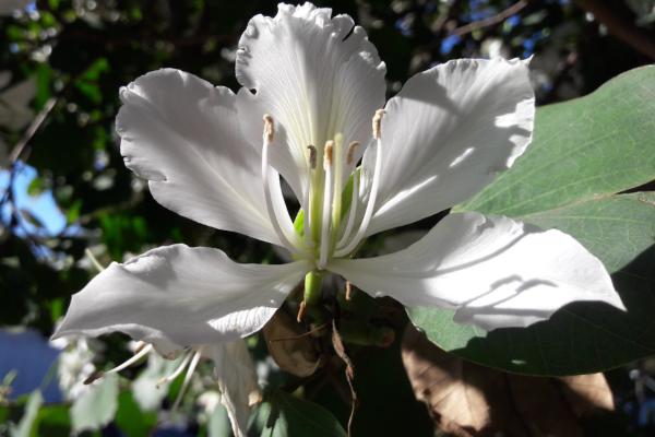 trees with white flowers