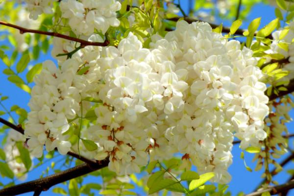 trees with white flowers