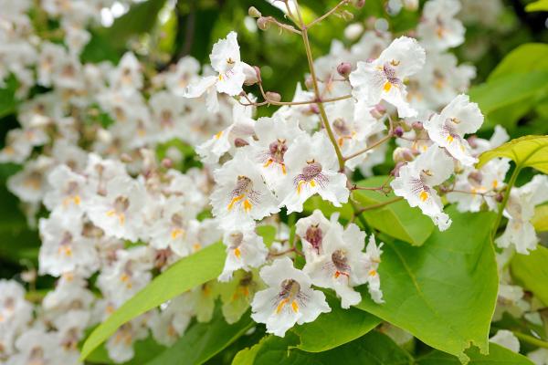 trees with white flowers