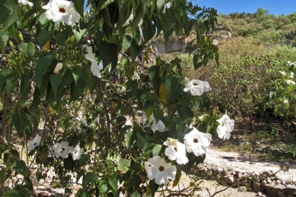 trees with white flowers