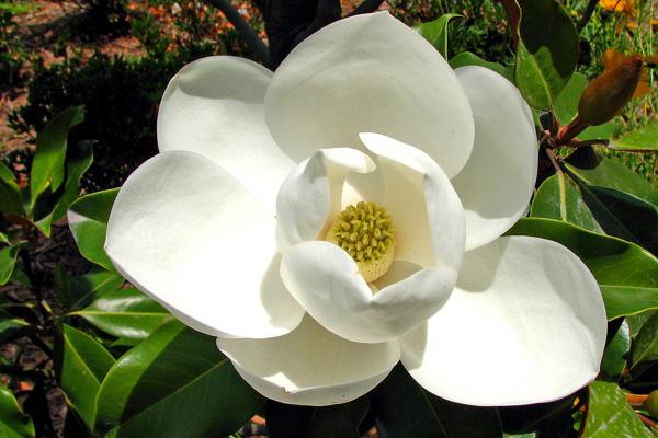 trees with white flowers