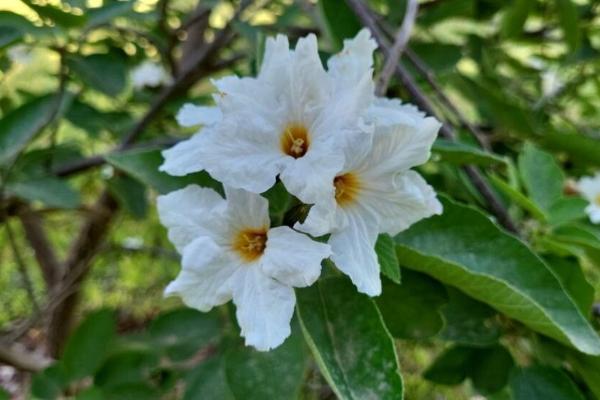 trees with white flowers