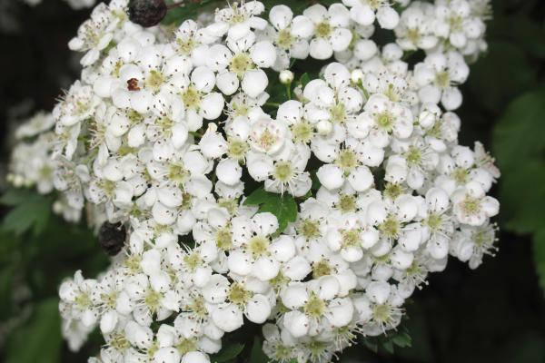 trees with white flowers