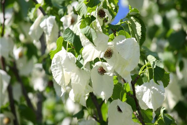 trees with white flowers