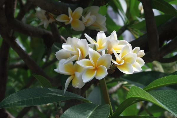 trees with white flowers