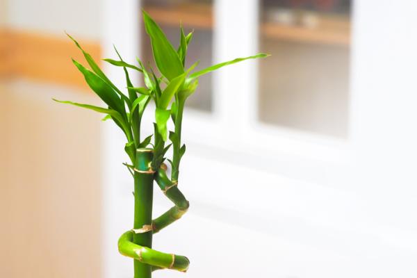 indoor plants that thrive in water guide