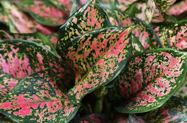 indoor plants that thrive in water guide