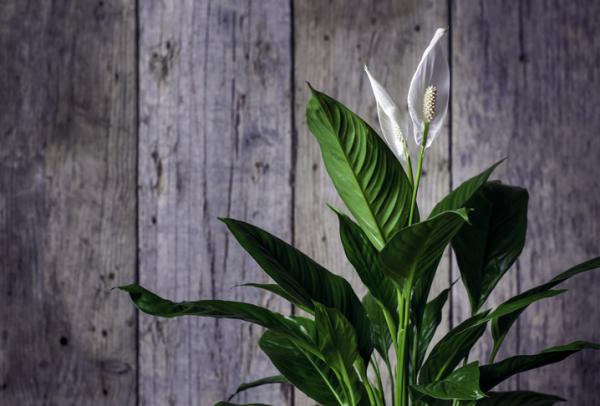 indoor plants that thrive in water guide