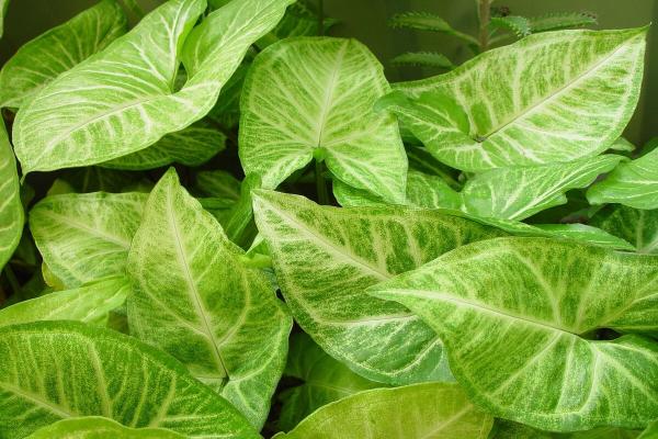 indoor plants that thrive in water guide