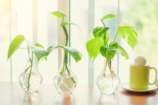 indoor plants that thrive in water guide