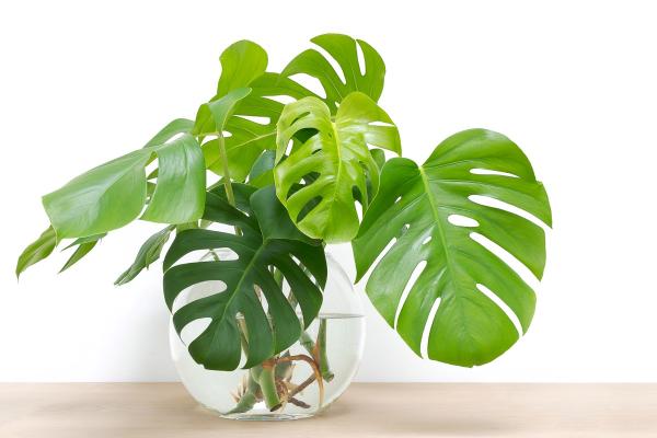 indoor plants that thrive in water guide