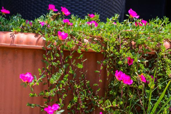 portulaca umbraticola care guide