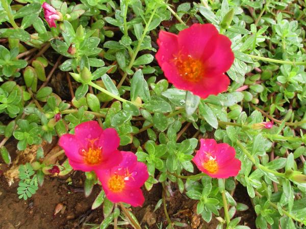 portulaca umbraticola care guide