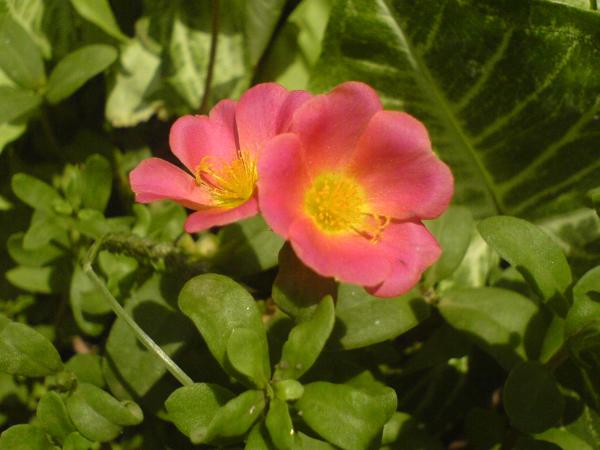 portulaca umbraticola care guide