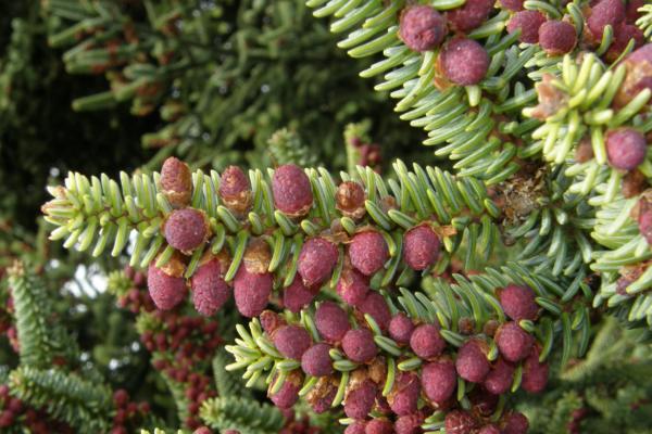 common tree species in Spain