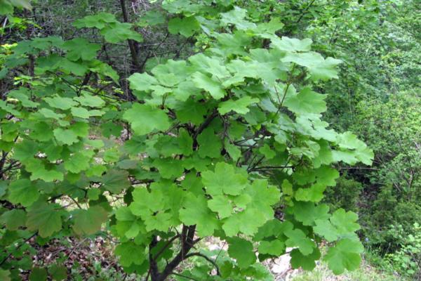 common tree species in Spain