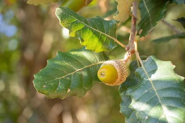 common tree species in Spain