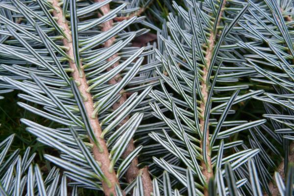 common tree species in Spain