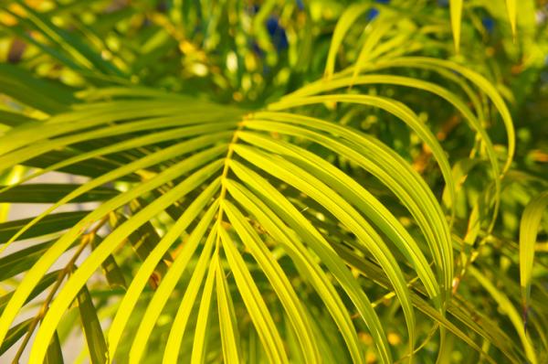 plants for humidity absorb