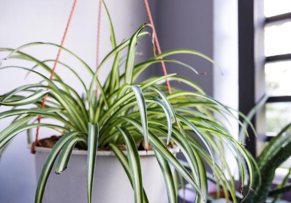 plants for humidity absorb