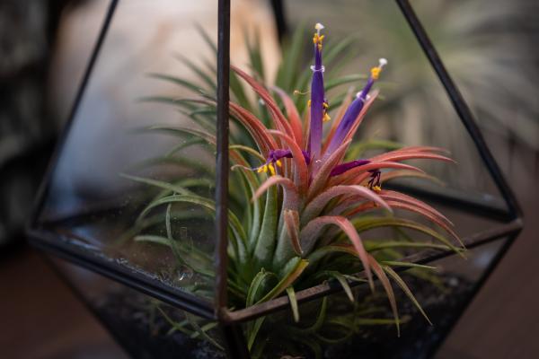 plants for humidity absorb