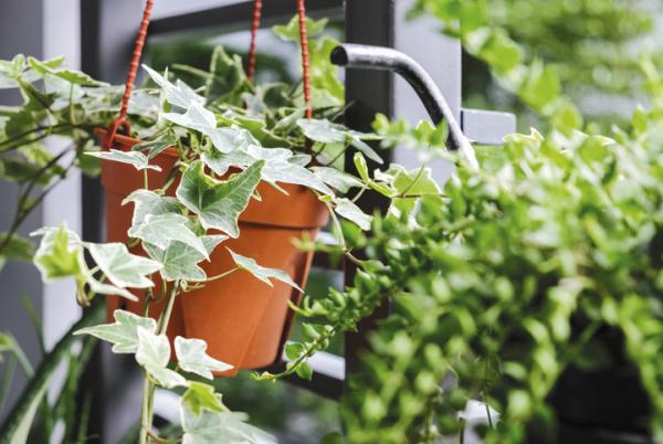 plants for humidity absorb