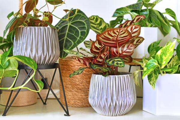 plants for humidity absorb