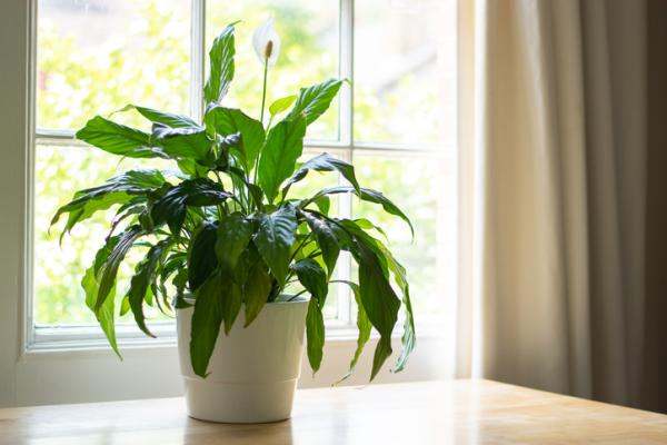 plants for humidity absorb