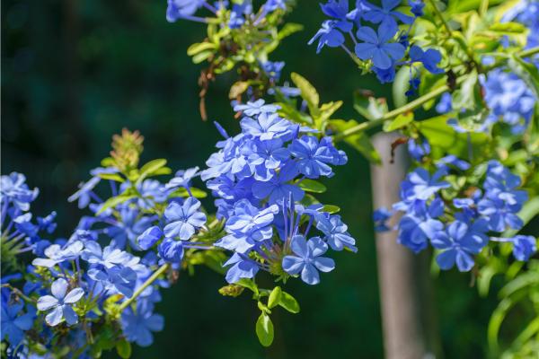 perennial climbing plants guide