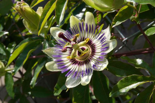 perennial climbing plants guide