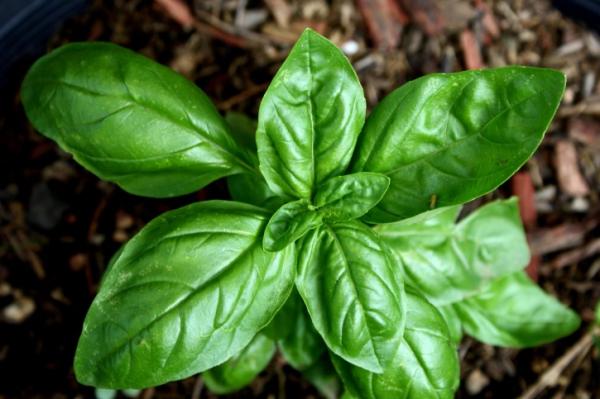 indoor aromatic plants