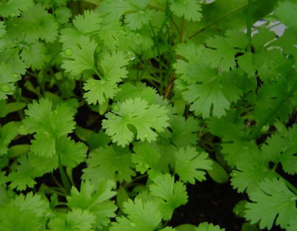 indoor aromatic plants