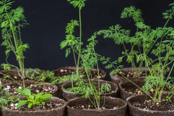 indoor aromatic plants