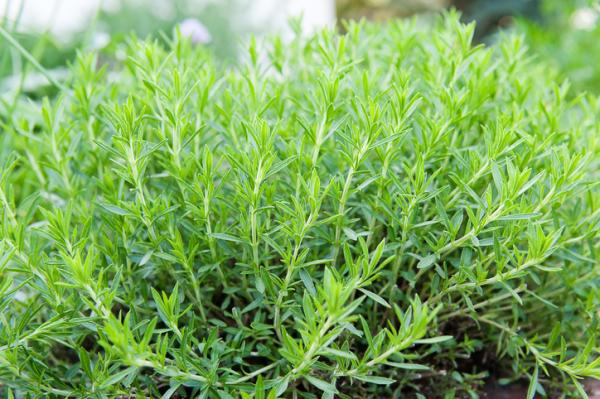 indoor aromatic plants