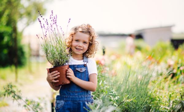 indoor aromatic plants