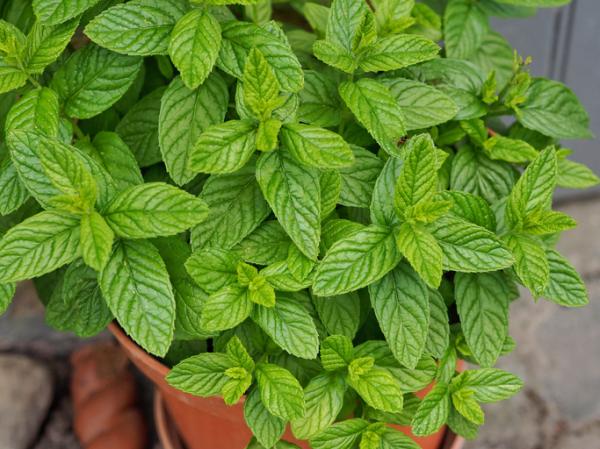 indoor aromatic plants