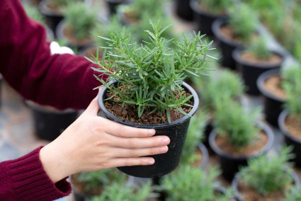 indoor aromatic plants