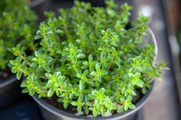 indoor aromatic plants