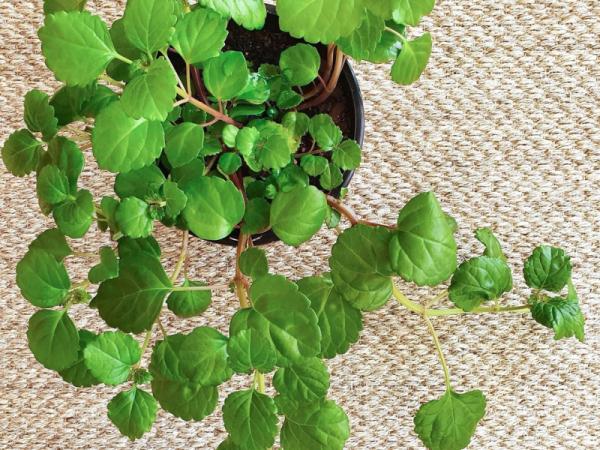 indoor green plants for home decor