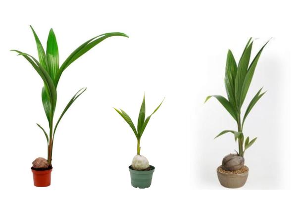 indoor green plants for home decor