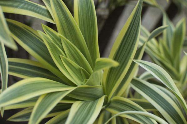 indoor green plants for home decor