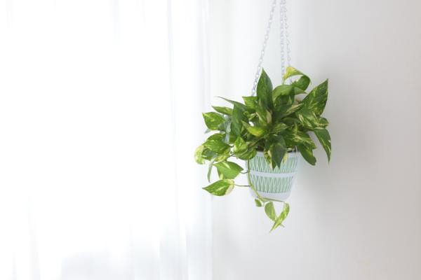 indoor green plants for home decor