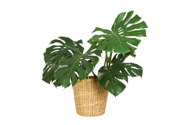 indoor green plants for home decor