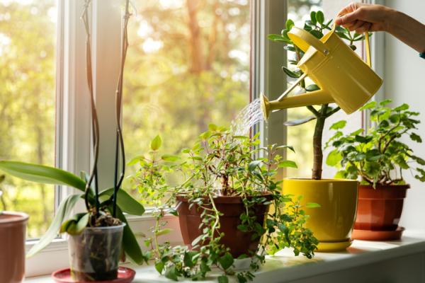 tips for grow indoor plants