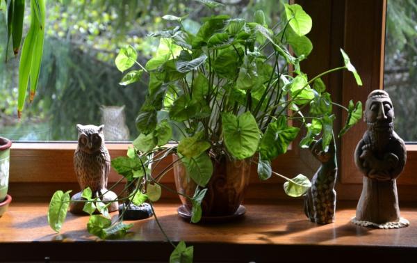 tips for grow indoor plants