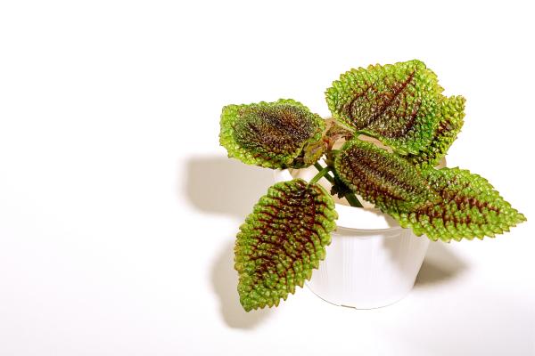 pilea involucrata how to caring guide