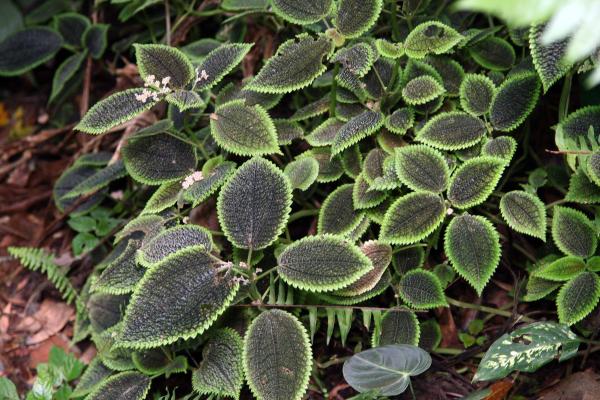 pilea involucrata how to caring guide