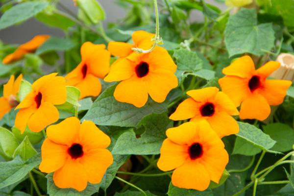 climbing plants with flower for garden