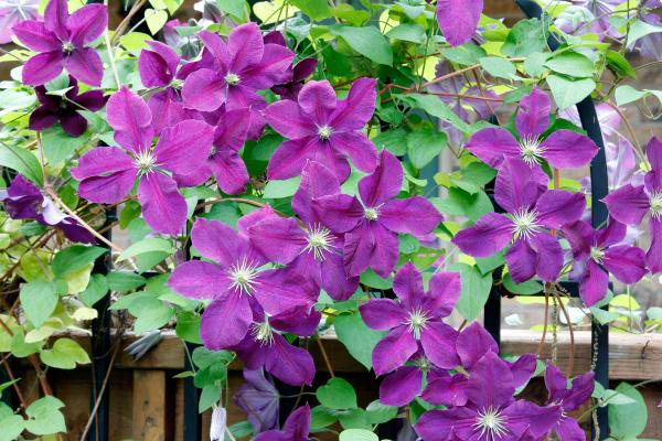 climbing plants with flower for garden