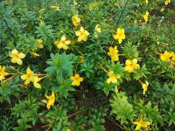 climbing plants with flower for garden